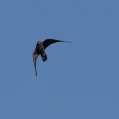 Falco subniger at Jerrabomberra Wetlands - 18 May 2024