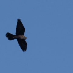 Falco subniger at Jerrabomberra Wetlands - 18 May 2024