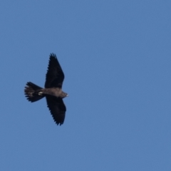 Falco subniger at Jerrabomberra Wetlands - 18 May 2024