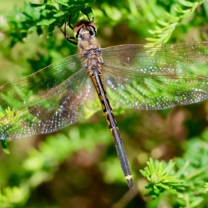 Hemicordulia tau at Broulee Moruya Nature Observation Area - suppressed