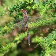 Hemicordulia tau at Broulee Moruya Nature Observation Area - 18 May 2024