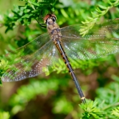 Hemicordulia tau at Broulee Moruya Nature Observation Area - 18 May 2024