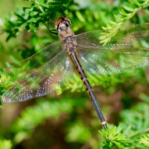 Hemicordulia tau at Broulee Moruya Nature Observation Area - 18 May 2024