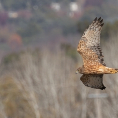 Circus approximans (Swamp Harrier) at Jerrabomberra Wetlands - 18 May 2024 by rawshorty