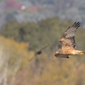 Circus approximans at Jerrabomberra Wetlands - 18 May 2024 10:36 AM