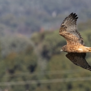 Circus approximans at Jerrabomberra Wetlands - 18 May 2024