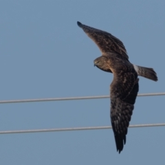 Circus approximans at Jerrabomberra Wetlands - 18 May 2024