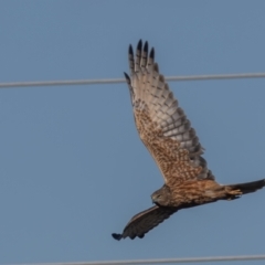 Circus approximans at Jerrabomberra Wetlands - 18 May 2024 10:36 AM