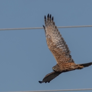 Circus approximans at Jerrabomberra Wetlands - 18 May 2024 10:36 AM