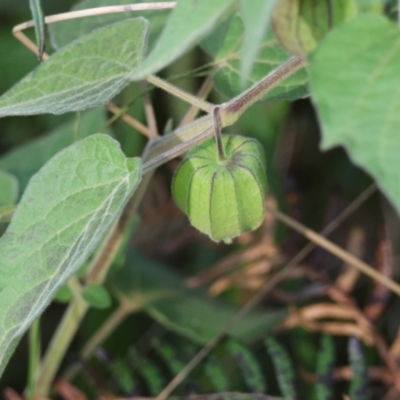 Physalis peruviana (Cape Gooseberry) at Broulee Moruya Nature Observation Area - 18 May 2024 by LisaH