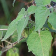 Physalis peruviana at Broulee Moruya Nature Observation Area - suppressed