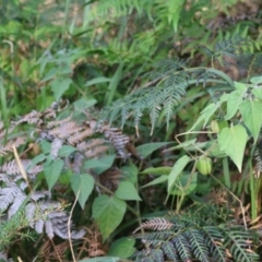 Physalis peruviana at Broulee Moruya Nature Observation Area - suppressed