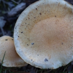 Unverified Fungus by LisaH