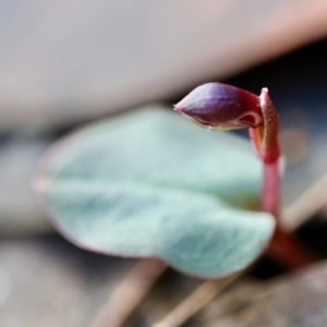 Corybas unguiculatus at Broulee Moruya Nature Observation Area - suppressed