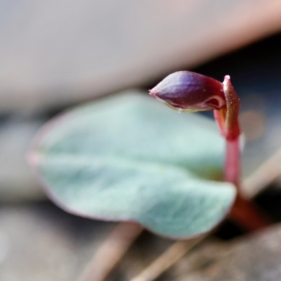 Corybas unguiculatus (Small Helmet Orchid) at Broulee Moruya Nature Observation Area - 18 May 2024 by LisaH