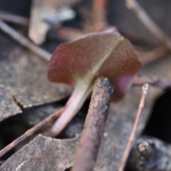 Corybas unguiculatus at Broulee Moruya Nature Observation Area - suppressed