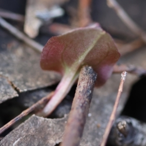 Corybas unguiculatus at Broulee Moruya Nature Observation Area - suppressed