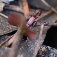 Corybas unguiculatus at Broulee Moruya Nature Observation Area - suppressed