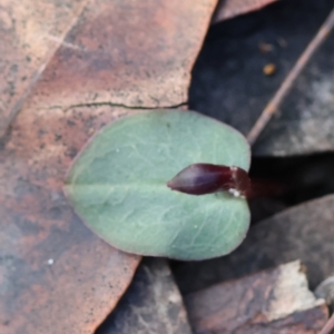 Corybas unguiculatus at Broulee Moruya Nature Observation Area - suppressed