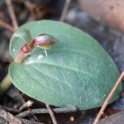 Corybas unguiculatus at Moruya, NSW - 18 May 2024 by LisaH