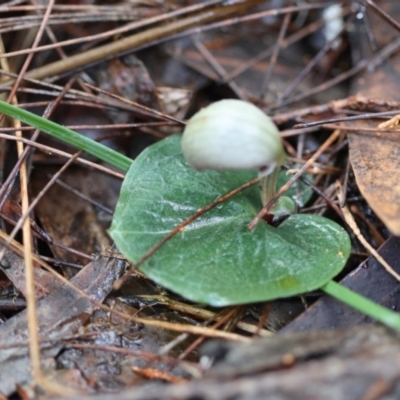 Corybas aconitiflorus (Spurred Helmet Orchid) at Moruya, NSW - 18 May 2024 by LisaH