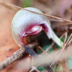 Corybas aconitiflorus at Broulee Moruya Nature Observation Area - suppressed