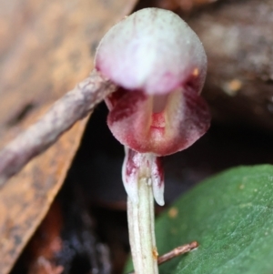 Corybas aconitiflorus at Broulee Moruya Nature Observation Area - suppressed