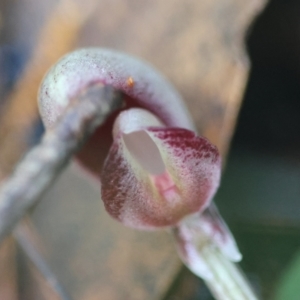 Corybas aconitiflorus at Broulee Moruya Nature Observation Area - suppressed