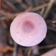 Mycena pura (Mycena pura) at Moruya, NSW - 18 May 2024 by LisaH