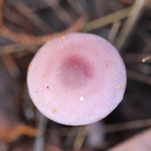 Unidentified Fungus at Moruya, NSW by LisaH