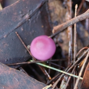 Mycena pura at suppressed - suppressed