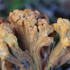 Ramaria sp. (genus) (A Coral fungus) at Broulee Moruya Nature Observation Area - 18 May 2024 by LisaH