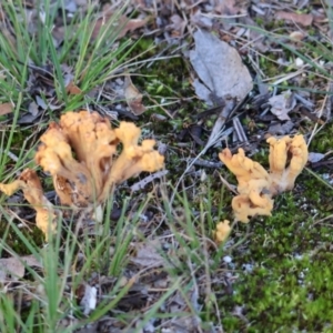 Ramaria sp. (genus) at Broulee Moruya Nature Observation Area - suppressed