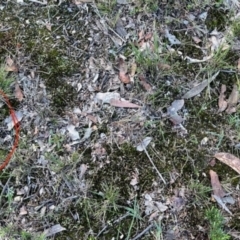 Ramaria sp. (genus) at Broulee Moruya Nature Observation Area - suppressed