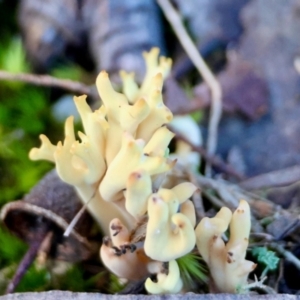 Ramaria sp. at Broulee Moruya Nature Observation Area - suppressed