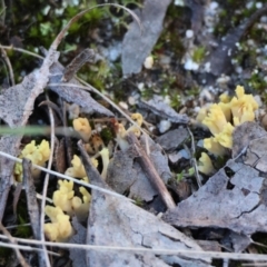 Ramaria sp. at Broulee Moruya Nature Observation Area - suppressed