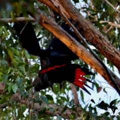 Calyptorhynchus lathami (Glossy Black-Cockatoo) at Broulee Moruya Nature Observation Area - 18 May 2024 by LisaH