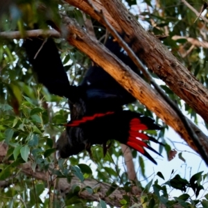 Calyptorhynchus lathami lathami at Broulee Moruya Nature Observation Area - suppressed