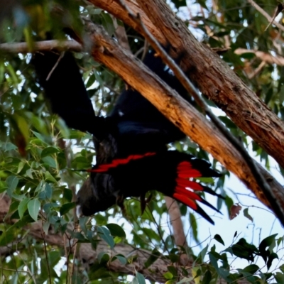 Calyptorhynchus lathami lathami (Glossy Black-Cockatoo) at Moruya, NSW - 18 May 2024 by LisaH