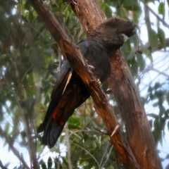 Calyptorhynchus lathami lathami at Broulee Moruya Nature Observation Area - 18 May 2024