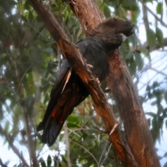 Calyptorhynchus lathami lathami at Broulee Moruya Nature Observation Area - suppressed