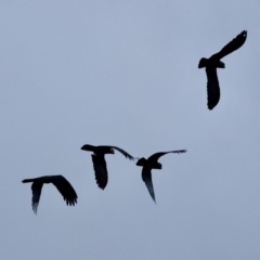 Calyptorhynchus lathami (Glossy Black-Cockatoo) at Moruya, NSW - 17 May 2024 by LisaH