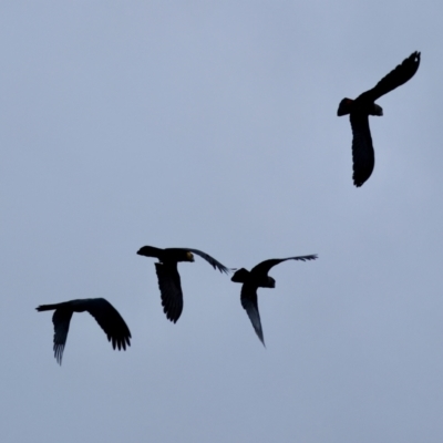 Calyptorhynchus lathami (Glossy Black-Cockatoo) at Broulee Moruya Nature Observation Area - 17 May 2024 by LisaH