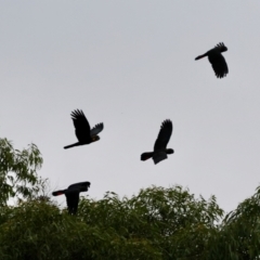 Calyptorhynchus lathami lathami at Broulee Moruya Nature Observation Area - 17 May 2024