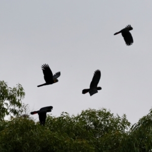 Calyptorhynchus lathami lathami at Broulee Moruya Nature Observation Area - suppressed