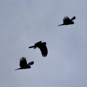 Calyptorhynchus lathami lathami at Broulee Moruya Nature Observation Area - 17 May 2024