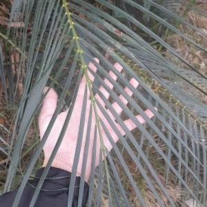 Macrozamia communis at Broulee Moruya Nature Observation Area - suppressed