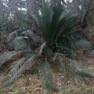 Macrozamia communis at Broulee Moruya Nature Observation Area - 18 May 2024