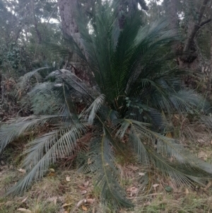 Macrozamia communis at Broulee Moruya Nature Observation Area - suppressed