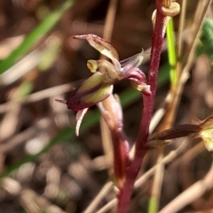 Acianthus exsertus (Large Mosquito Orchid) at Broulee, NSW - 18 May 2024 by Venture